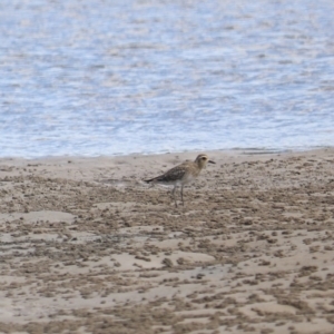 Pluvialis fulva at Urunga, NSW - 15 Jan 2022