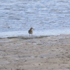 Pluvialis fulva at Urunga, NSW - 15 Jan 2022