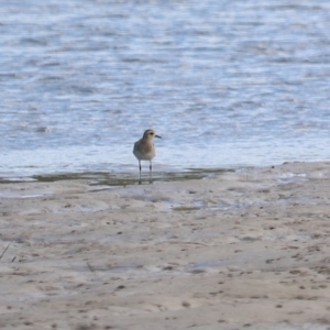 Pluvialis fulva at Urunga, NSW - 15 Jan 2022