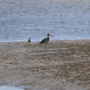 Pluvialis fulva at Urunga, NSW - 15 Jan 2022