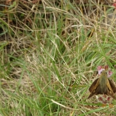 Timoconia flammeata (Bright Shield-skipper) at Uriarra, NSW - 1 Feb 2022 by GirtsO