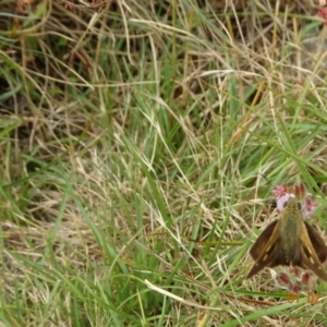 Timoconia flammeata at Uriarra, NSW - 1 Feb 2022