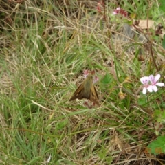 Timoconia flammeata at Uriarra, NSW - 1 Feb 2022