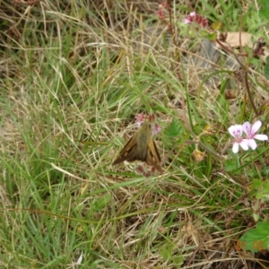 Timoconia flammeata at Uriarra, NSW - 1 Feb 2022 11:56 AM