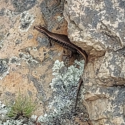 Eulamprus heatwolei (Yellow-bellied Water Skink) at Brindabella National Park - 1 Feb 2022 by GirtsO