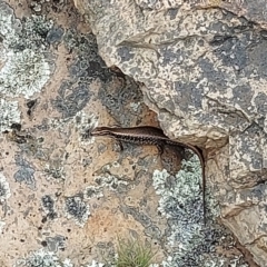 Eulamprus heatwolei at Uriarra, NSW - 1 Feb 2022