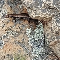 Eulamprus heatwolei at Uriarra, NSW - 1 Feb 2022 12:38 PM