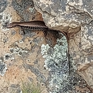 Eulamprus heatwolei at Uriarra, NSW - 1 Feb 2022 12:38 PM