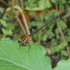 Nososticta solida (Orange Threadtail) at Gigerline Nature Reserve - 31 Jan 2022 by Harrisi