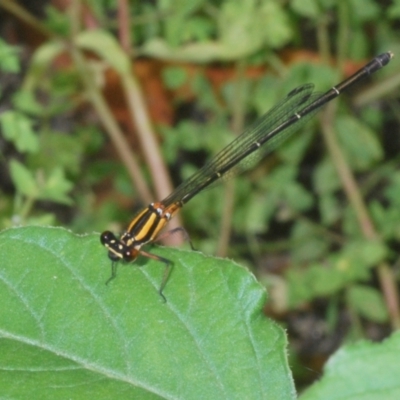 Nososticta solida (Orange Threadtail) at Gigerline Nature Reserve - 31 Jan 2022 by Harrisi