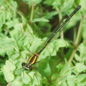 Nososticta solida at Gigerline Nature Reserve - 31 Jan 2022