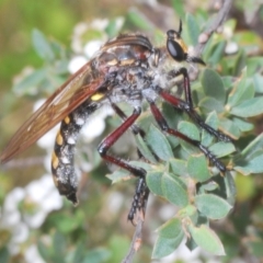 Chrysopogon muelleri (Robber fly) at Paddys River, ACT - 30 Jan 2022 by Harrisi