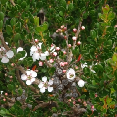 Leptospermum micromyrtus (Button Tea-tree) at Brindabella National Park - 1 Feb 2022 by GirtsO