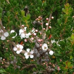 Leptospermum micromyrtus (Button Tea-tree) at Brindabella National Park - 1 Feb 2022 by GirtsO
