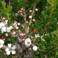 Leptospermum micromyrtus at Uriarra, NSW - 1 Feb 2022