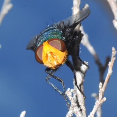 Amenia sp. (genus) (Yellow-headed Blowfly) at Gibraltar Pines - 30 Jan 2022 by Harrisi