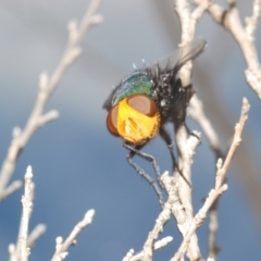 Amenia sp. (genus) at Paddys River, ACT - 30 Jan 2022