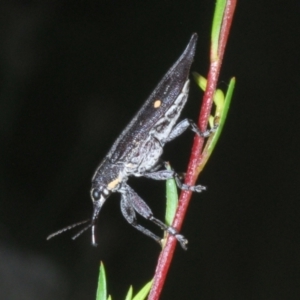 Rhinotia bidentata at Paddys River, ACT - 30 Jan 2022 06:30 PM