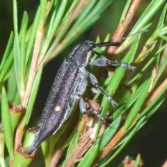 Rhinotia bidentata at Paddys River, ACT - 30 Jan 2022 06:30 PM