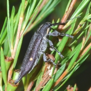 Rhinotia bidentata at Paddys River, ACT - 30 Jan 2022 06:30 PM