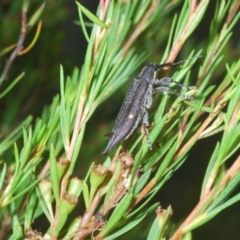 Rhinotia bidentata at Paddys River, ACT - 30 Jan 2022 06:30 PM