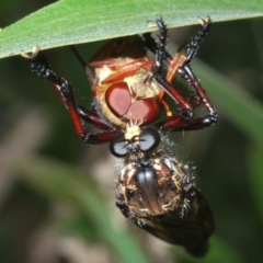 Zosteria sp. (genus) (Common brown robber fly) at Gibraltar Pines - 30 Jan 2022 by Harrisi