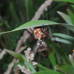 Chrysopogon muelleri at Gibraltar Pines - 30 Jan 2022