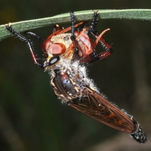 Chrysopogon muelleri at Gibraltar Pines - 30 Jan 2022