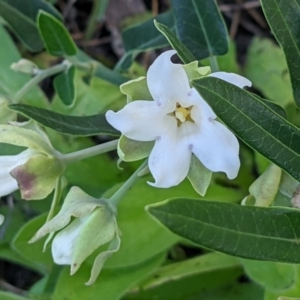 Araujia sericifera at Bandiana, VIC - 1 Feb 2022