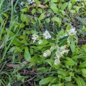 Araujia sericifera at Bandiana, VIC - 1 Feb 2022