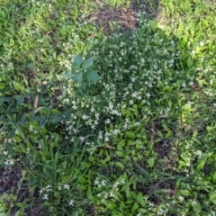 Araujia sericifera at Bandiana, VIC - 1 Feb 2022