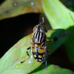 Eristalinus punctulatus (Golden Native Drone Fly) at Page, ACT - 1 Feb 2022 by DonTaylor