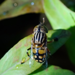 Eristalinus punctulatus at Page, ACT - 2 Feb 2022