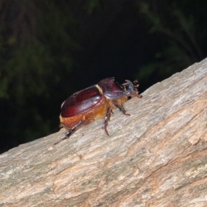 Dasygnathus sp. (genus) at O'Connor, ACT - 1 Feb 2022