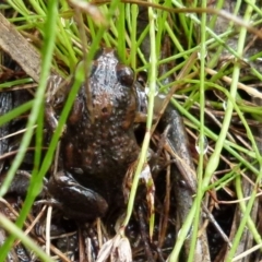 Uperoleia laevigata (Smooth Toadlet) at Boro - 30 Jan 2022 by Paul4K