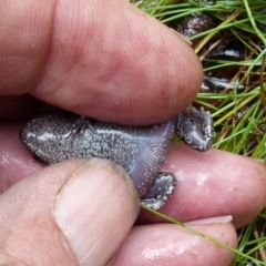 Uperoleia laevigata at Boro, NSW - suppressed