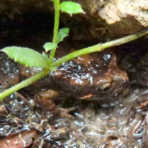 Uperoleia laevigata at Boro, NSW - suppressed