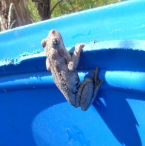 Litoria peronii at Boro, NSW - 30 Jan 2022