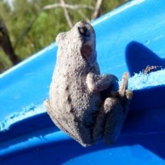 Litoria peronii at Boro, NSW - 30 Jan 2022