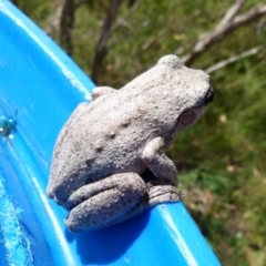 Litoria peronii at Boro, NSW - 30 Jan 2022