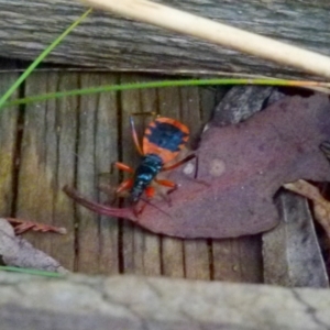 Ectomocoris patricius at Boro, NSW - 31 Jan 2022