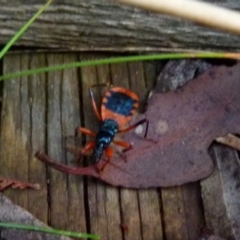 Ectomocoris patricius at Boro, NSW - 31 Jan 2022