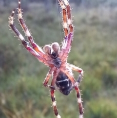 Hortophora transmarina (Garden Orb Weaver) at Boro - 30 Jan 2022 by Paul4K