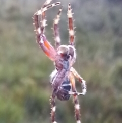 Hortophora transmarina at Boro, NSW - suppressed