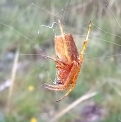 Araneinae (subfamily) (Orb weaver) at Boro - 30 Jan 2022 by Paul4K