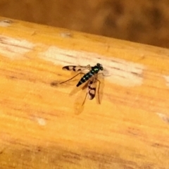 Austrosciapus connexus (Green long-legged fly) at Aranda, ACT - 31 Jan 2022 by KMcCue
