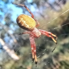 Salsa fuliginata (Sooty Orb-weaver) at Boro, NSW - 31 Jan 2022 by Paul4K