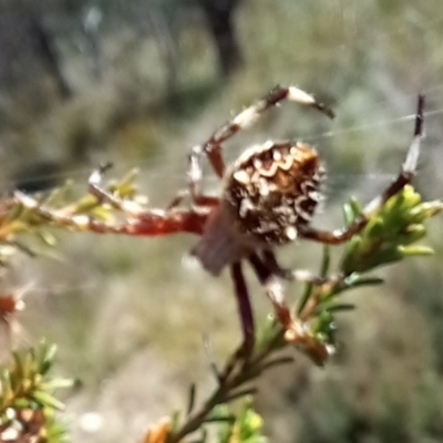 Backobourkia (genus) (An orb weaver) at Boro, NSW - 1 Feb 2022 by Paul4K