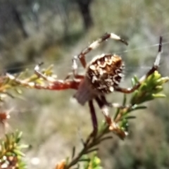 Backobourkia sp. (genus) (An orb weaver) at Boro, NSW - 1 Feb 2022 by Paul4K