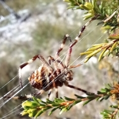 Backobourkia sp. (genus) at Boro, NSW - 1 Feb 2022